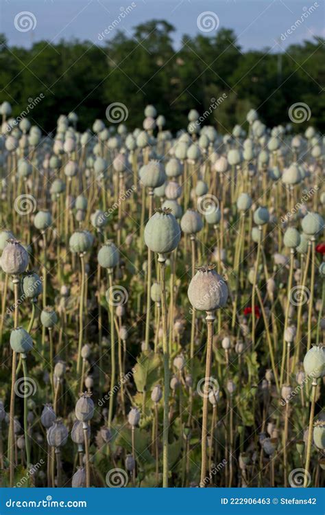 Poppy Papaver Somniferum Seed Heads In The Summer The Plant Is Also