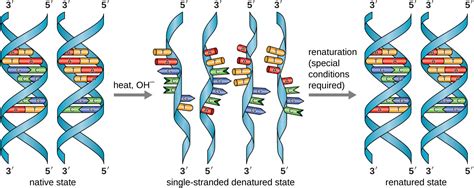 Structure And Function Of Dna Microbiology