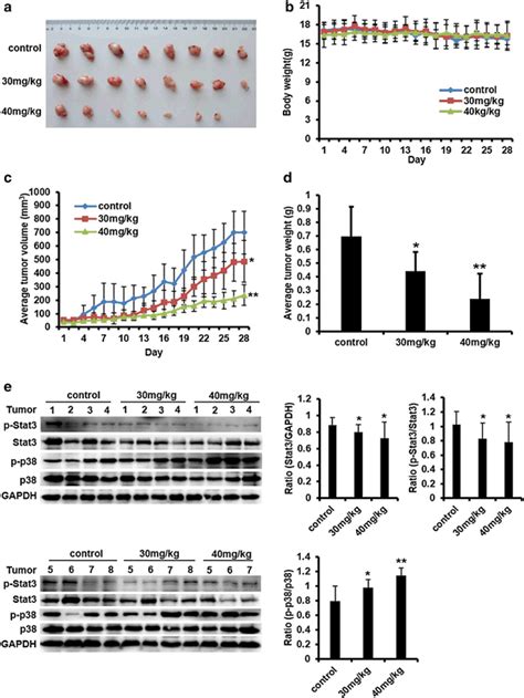 Gs Inhibits Tumor Growth In Hepg Xenograft Mouse Model A Photograph