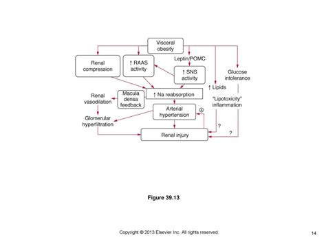 Copyright © 2013 Elsevier Inc All Rights Reserved Ppt Download