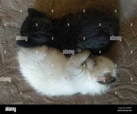 Sleeping little cute kittens. Two kittens are sleeping in an embrace ...