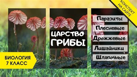 Царство Грибы. Паразиты, Лишайники, Плесень. Биология 7 класс. Виды ...