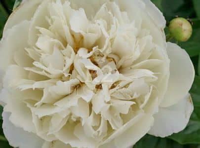 Paeonia Peony Joyful Anointing R Peony Offer