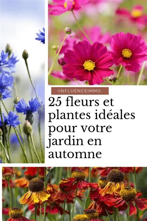 Fleurs Et Plantes Id Ales Qui Illumineront Votre Jardin En Automne