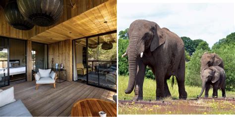 First look at UK’s new safari lodges where you can see elephants from ...