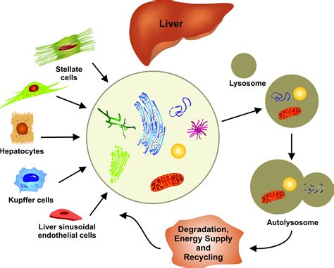 Parenchymal Tissue