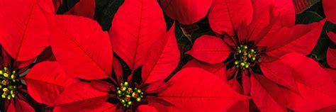 Comment Bien Entretenir Son Poinsettia Durant Lhiver