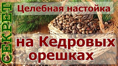 Настойка на кедровых орешках на водке, вине, спирту: лечебные свойства ...