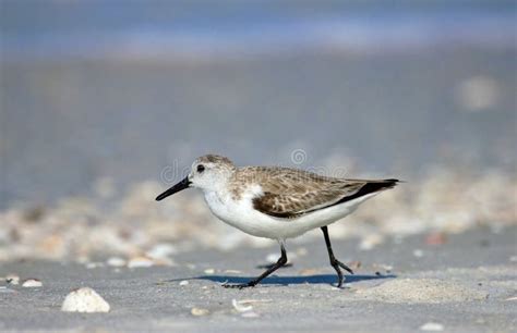 Western Sandpiper In Florida Stock Image Image 26272111