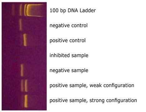 Mycoplasma Qpcr Detection Kit Sigma Aldrich