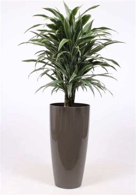 Kamerplant Van Botanicly Drakenboom In Taupe Pot Als Set Hoogte