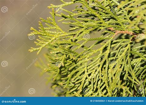 Green Branches Of Thuja Occidentalis Also Known As Northern White