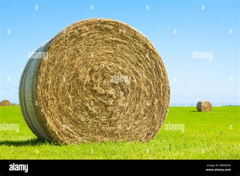 Big Hay Bale Roll In A Green Field Stock Photo Alamy