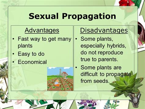 Advantages And Disadvantages Of Sexual And Asexual 41 Off