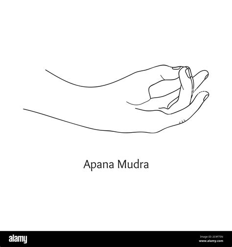 Apana Mudra Gesture Of Life Force Vector Stock Vector Image And Art