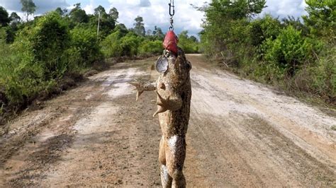 Mancing Gabus Di Spot Bekas Banjiran Jackpoot Chanastriata