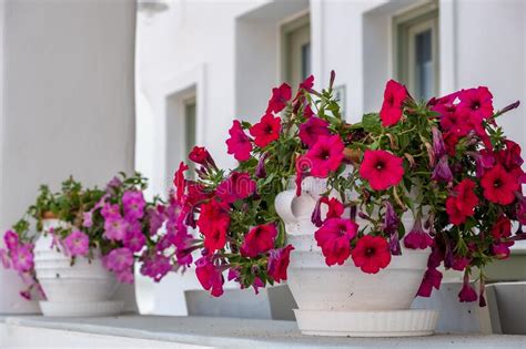 Petunia Flowers In White Pots Whitewashed House Facade Background