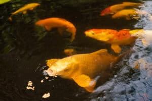 What Do Koi Fish Eat Complete Guide Fish Tank Master