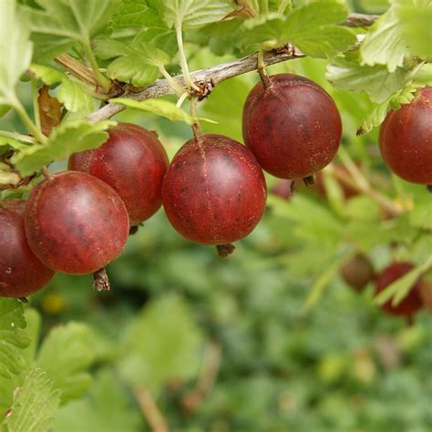 Ribes Uva Crispa Rolanda Find Haveplanter