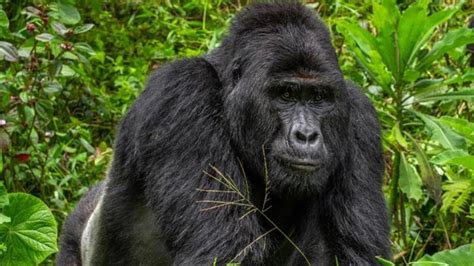 5 Days Gorilla Trekking And Jinja White Water Rafting Safari Uganda Tour