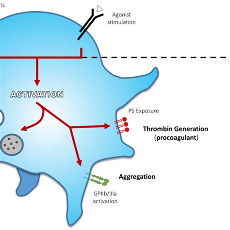 Principal Activation Endpoints During Platelet Activation At First