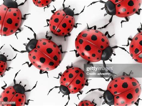 613 Ladybug Cut Out Stock Photos High Res Pictures And Images Getty