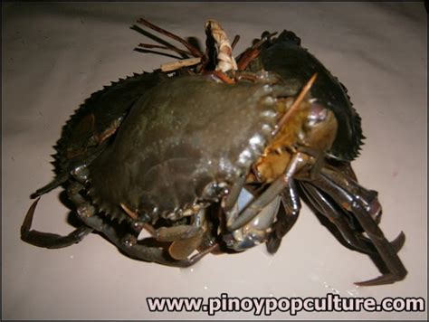 Pinoy Pop Culture: "Alimango" (Crab): The Subject of a Popular Children ...