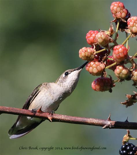 Ruby Throated Hummingbird Drinking From Berry Birds Of New