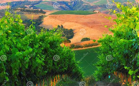 Vineyards in Chianti stock photo. Image of italy, european - 4221022