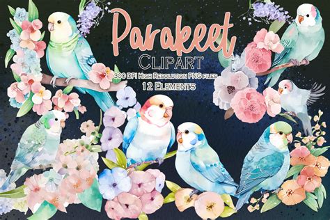 Parakeet Birds Watercolor Style Clipart Graphic By Whimsical Art Prints