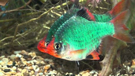 Xxl Green Tiger Barbs At Tyne Valley Aquatics Youtube