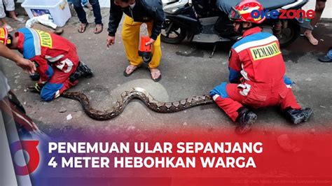 Penemuan Ular Sanca Sepanjang 4 Meter Di Saluran Air Hebohkan Warga