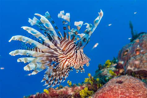 Fact File Common Lionfish Pterois Volitans Australian Geographic