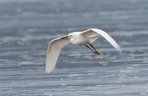 Ebird Checklist Oct Embouchure Rivi Re Ha Ha Species