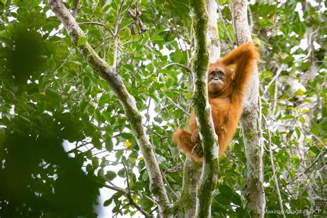 Gallery - SOCP - Sumatran Orangutan Conservation Programme