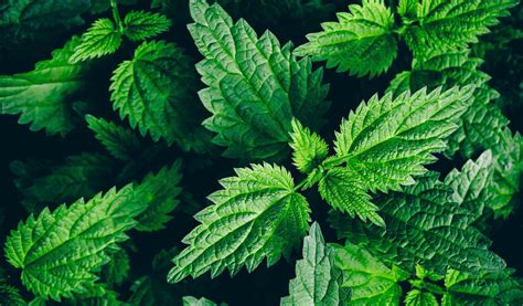 Stinging Nettle Benefits Uses And Side Effects Of Nettle Leaf