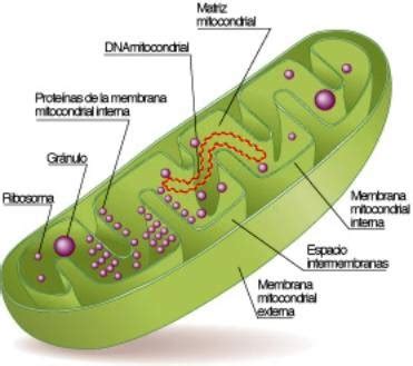 ARTE Y MEDIOS DE COMUNICACIÓN MASIVA EL ADN MITOCONDRIAL Y EL ORIGEN