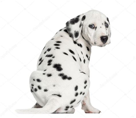 Rear View Of A Dalmatian Puppy Sitting Looking At The Camera Is Stock