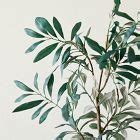 Faux Potted Olive Tree West Elm