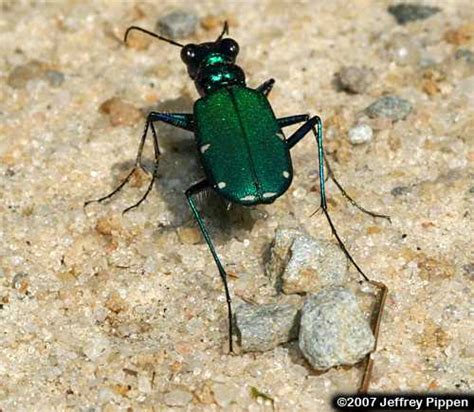 Six Spotted Tiger Beetle Cicindela Sexguttata