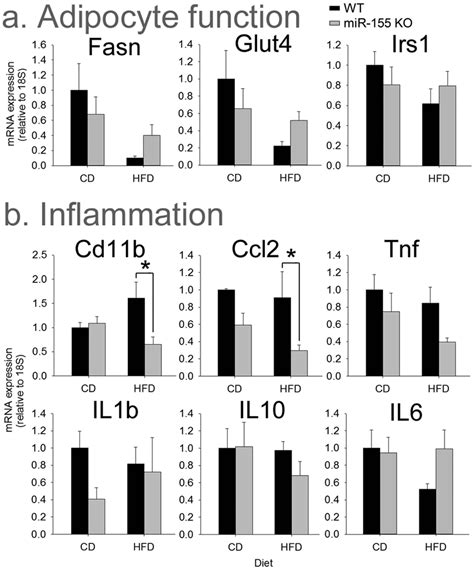 Female MiR 155 KO Mice On HFD Did Not Have Altered Adipogenic Or