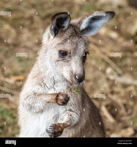 Kangaroo Joey