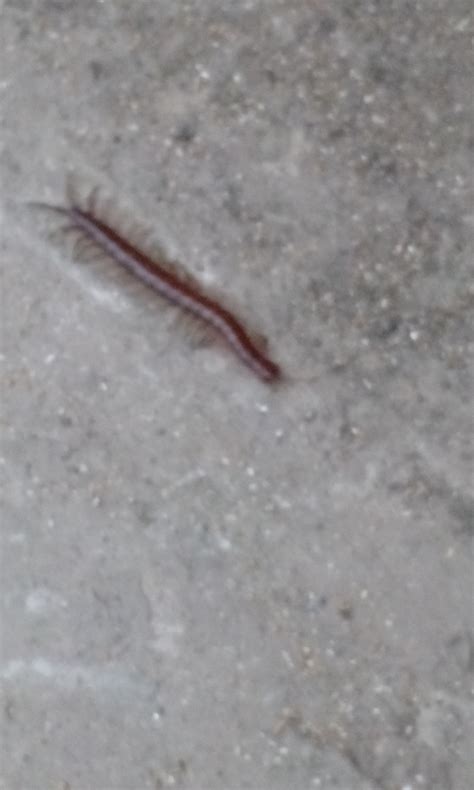 Pacific Giant Centipede From Welihinda Sri Lanka On April At