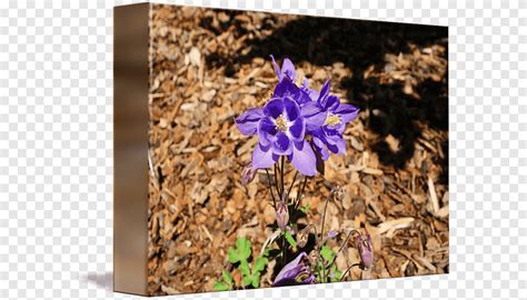 Wildflower Petal Columbine Purple Violet Png PNGEgg