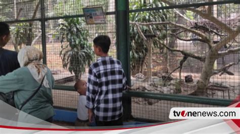 Potret Ragunan Dipadati Ribuan Pengunjung Saat Libur Natal