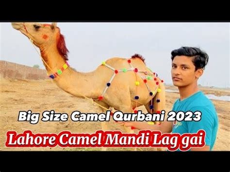 Camel Mandi Lahore Qurbani Ka Mall Ana Shuru Camel Ke Rates Shahpur