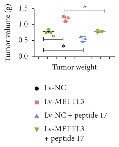 Mettl Overexpression In The Subcutaneous Tumor Model Of Nude Mice Can