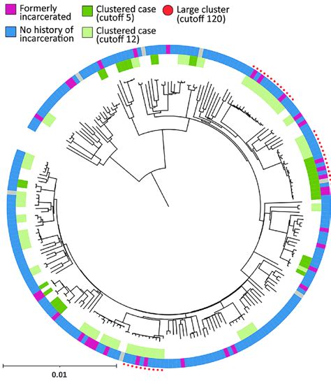 Phylogenetic Tree Of Patients With Pulmonary Tuberculosis Of