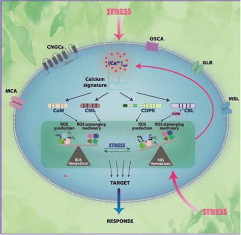 The Integration Of Reactive Oxygen Species Ros And Calcium Signalling