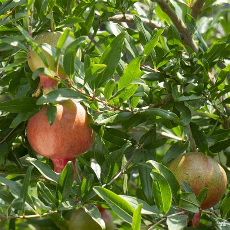 Pomegranate Assorted 4 Sleeve — Green Acres Nursery And Supply